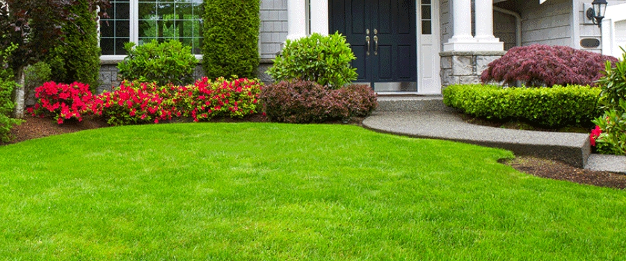 LAWNS and SHRUBS